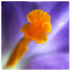 Close-up of yellow flower