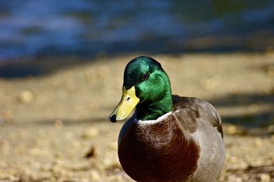 Close-up of duck in lake