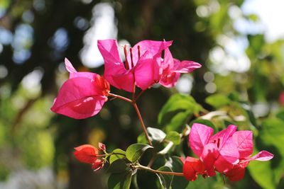 Close-up of bougainvillea plant outdoors