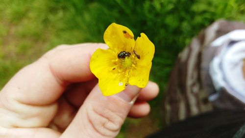 Close-up of honey bee on flower