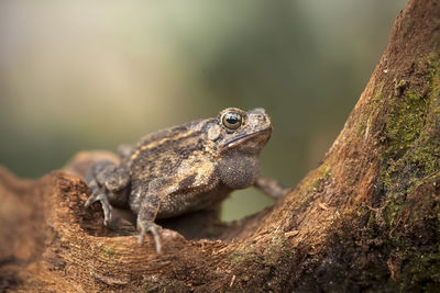 Close-up of lizard on tree trunk