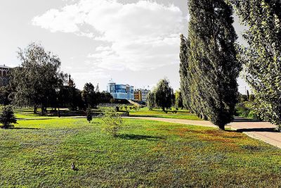 Trees on grassy field in park