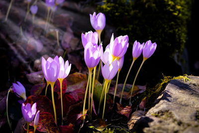 Close-up of purple crocus blooming outdoors