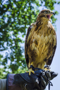 Low angle view of bird perching on cable