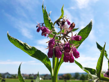 Close-up of pink flowering plant against sky