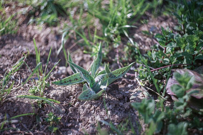 Close-up of lizard on field