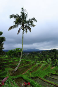 Palm trees on field against sky