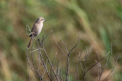 Close-up of bird perching on plant