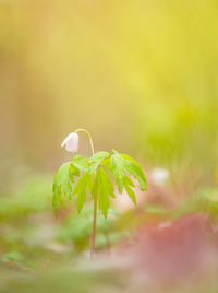 A beautiful white wood anemone growing in the spring forest.