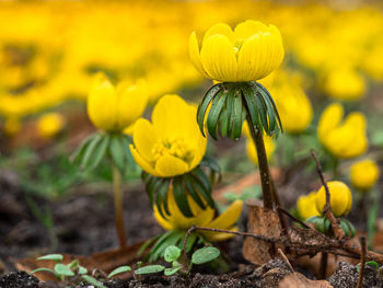 Close-up of yellow flowering plant on field