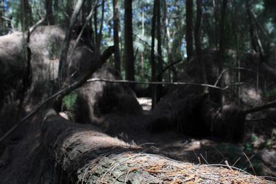 Trees in forest