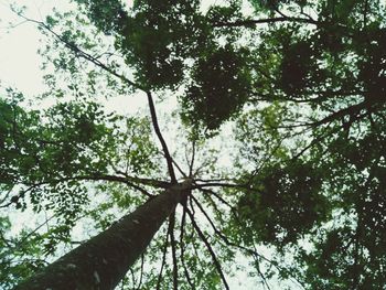 Low angle view of trees against sky