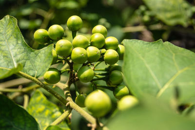 Close-up of fruits growing on tree