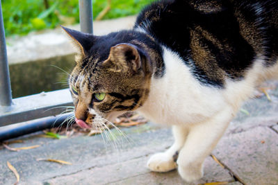 Close-up of a cat looking away