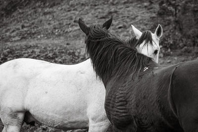 Horses on pasture, in the heard together, happy animals, portugal lusitanos