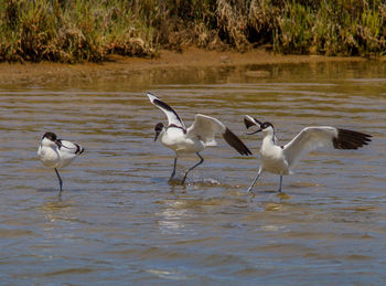 Flock of birds in lake