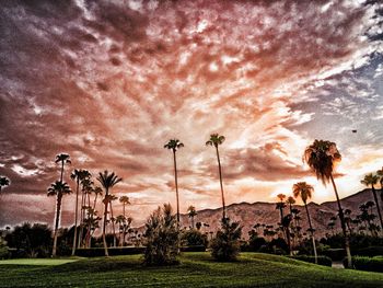 Palm trees on field against cloudy sky