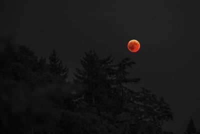 Low angle view of tree against sky at night