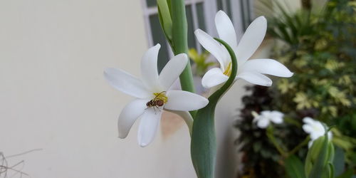 Close-up of white flowering plant