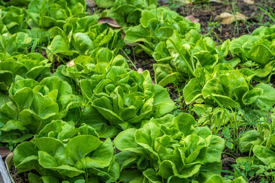 Close-up of fresh vegetables on field