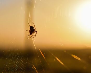 Close-up of spider on web