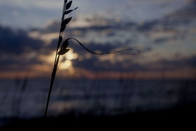Close-up of silhouette plant against sea at sunset