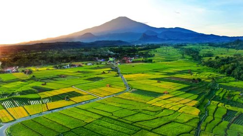 Scenic view of agricultural field against sky