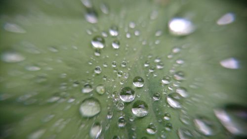 Close-up of water drops on leaf