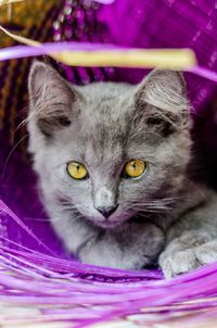 Close-up portrait of a cat