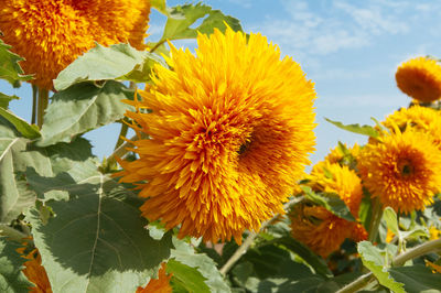 Close-up of sunflower on plant