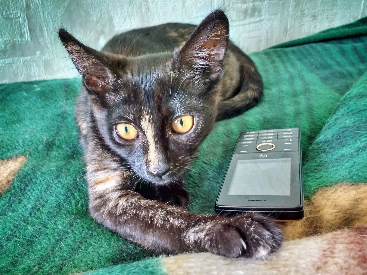 cat, domestic cat, feline, animal, domestic, mammal, animal themes, pets, domestic animals, one animal, vertebrate, relaxation, no people, portrait, indoors, looking at camera, green color, whisker, close-up, lying down, yellow eyes