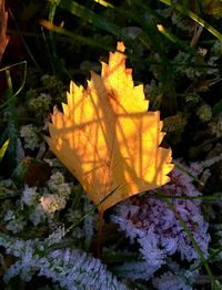 Close-up of autumnal maple leaf