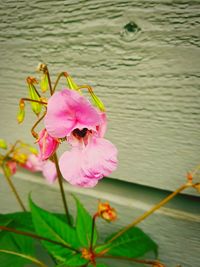 Close-up of pink rose flower in lake