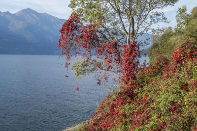 Foliage with red leaves near the lake maggiore in maccagno.