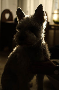 Close-up of a dog looking away at home