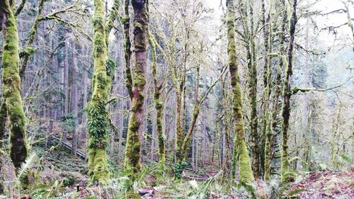 Trees in forest