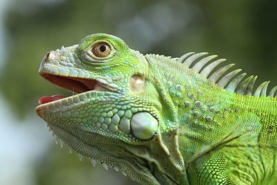 Close-up of iguana