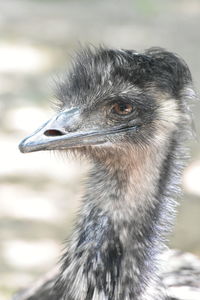 Close-up of a bird looking away