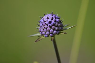 Close-up of flower growing outdoors