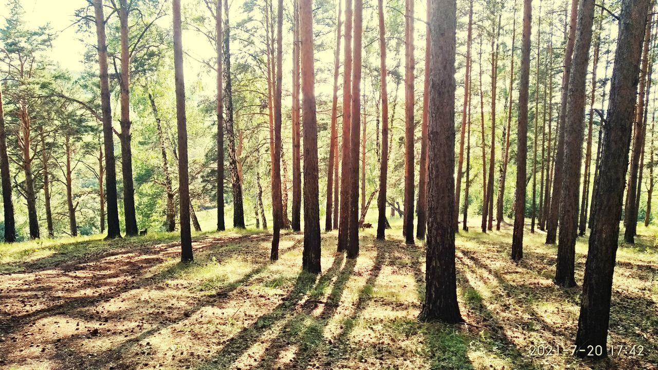 PANORAMIC VIEW OF PINE TREES IN FOREST