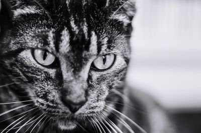 Close-up portrait of cat