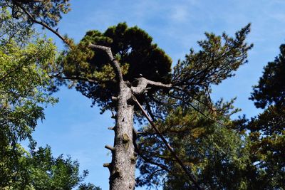 Low angle view of trees against sky