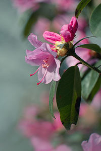 Close-up of pink flowering plant