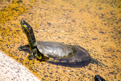 High angle view of turtle on land