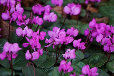 Close-up of pink flowering plants