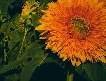 Close-up of sunflower