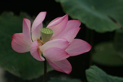 Close-up of pink lotus