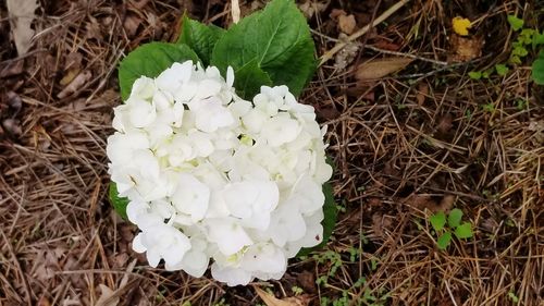 High angle view of white flowering plants on field