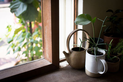 Close-up of potted plant on window sill