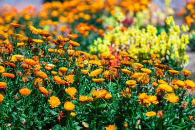 Close-up of yellow flowering plants